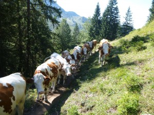 kuhherde_richtung_gamskogel
