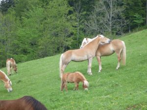 Haflinger und Ponys auf der Wildbichleralm